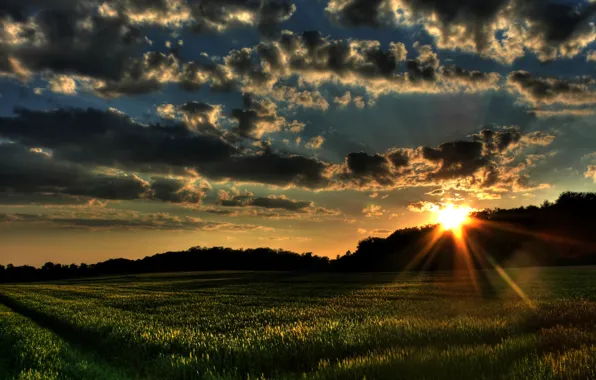 Picture field, grass, the sun, clouds, trees, sunset, nature, the wind, landscapes, field, forest
