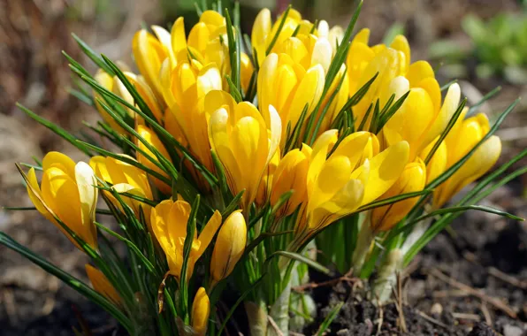 Picture yellow, spring, crocuses