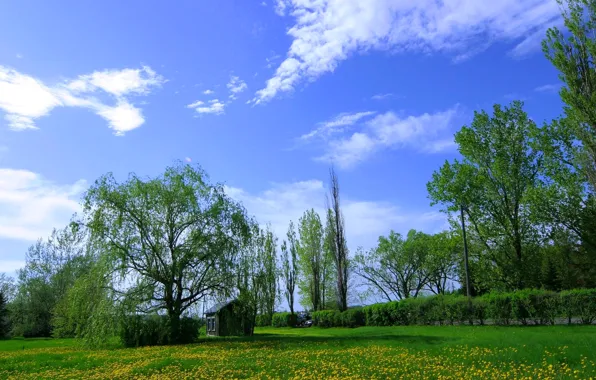 Picture the sky, grass, clouds, trees, flowers, meadow, house, dandelions
