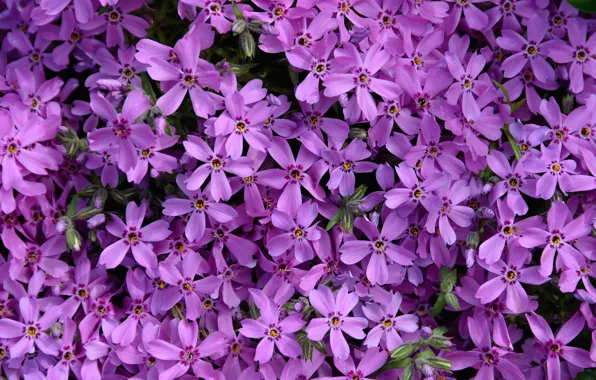 Picture flowers, purple, Flowers, purple