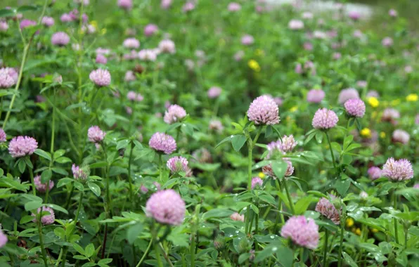 Picture greens, purple, summer, flowers, pink, clover