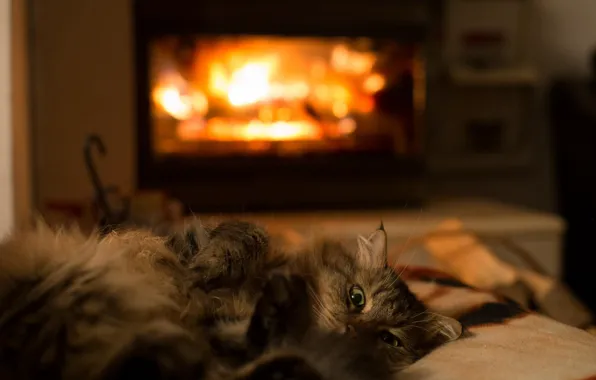 Picture cat, heat, room, animal, legs, wool, lies, fireplace, green eyes