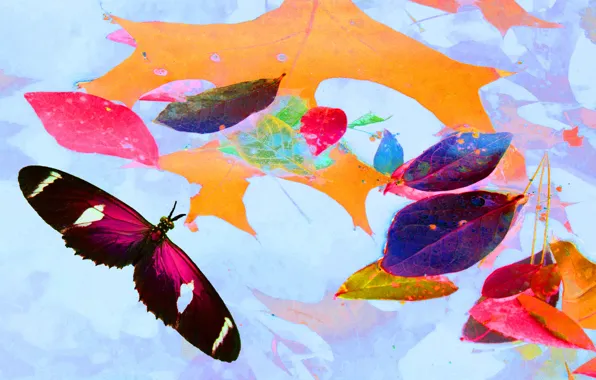 Picture autumn, leaves, collage, butterfly, paint, wings
