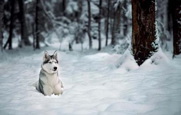 Picture winter, forest, snow, trees, Dog, husky, Laika