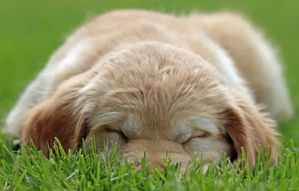 Picture grass, dog, puppy