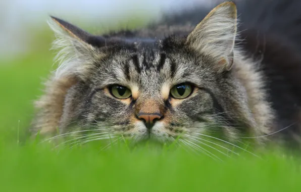 Picture cat, look, face, Norwegian forest cat