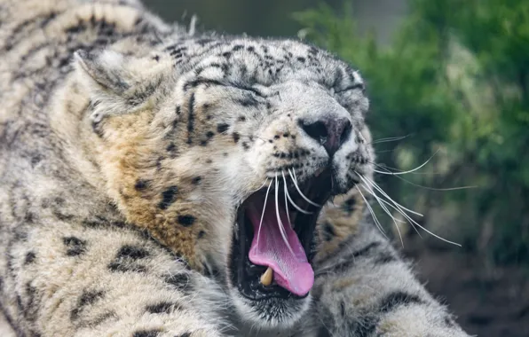 Picture language, cat, IRBIS, snow leopard, yawns, ©Tambako The Jaguar