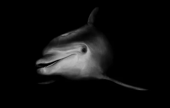 Picture Dolphin, black and white