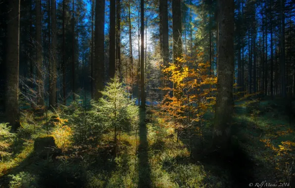 Picture autumn, forest, leaves, rays, trees, nature