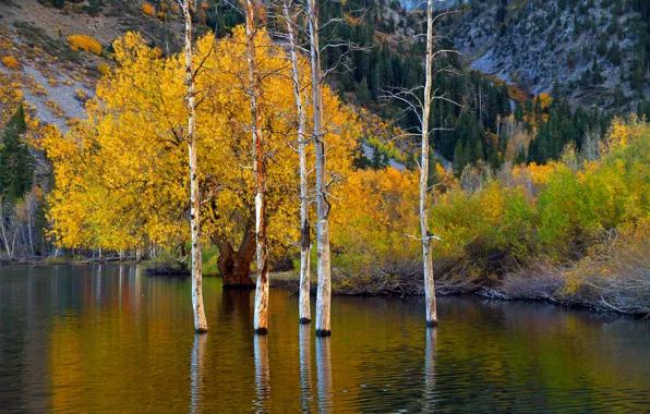 Picture autumn, trees, mountains, lake, CA, USA