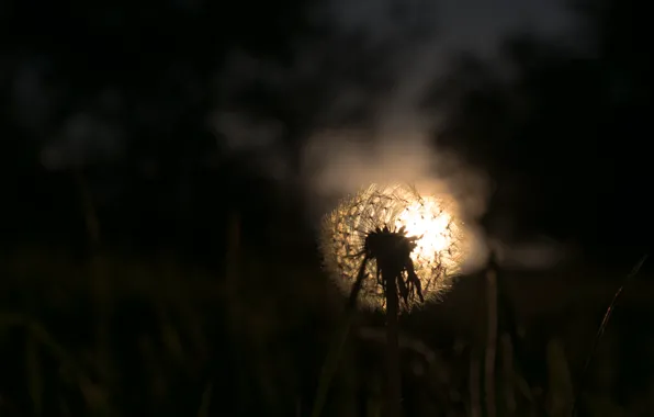 Picture night, nature, dandelion