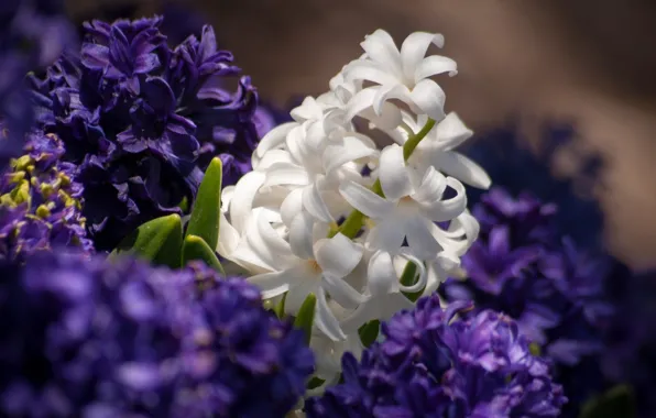 Picture white, macro, hyacinths