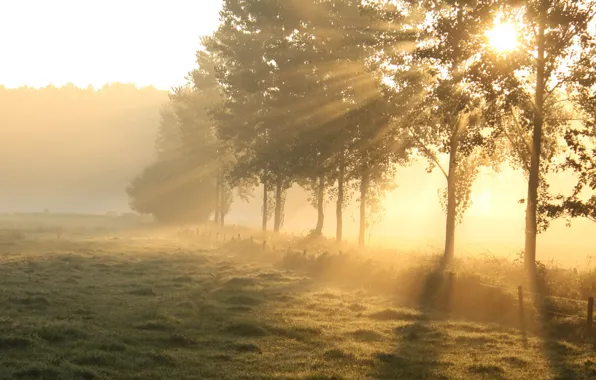 Picture field, light, trees, morning