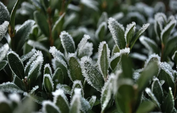 Picture frost, grass, snow