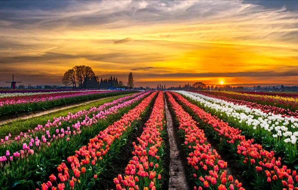 Picture field, trees, landscape, sunset, horizon, mill, tulips, colorful, a lot