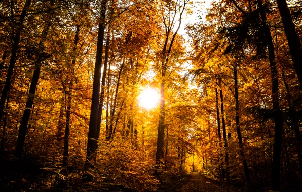 Picture Sun, Sunset, Autumn, Forest, Trees, Leaves, Shining, Dusk, Path