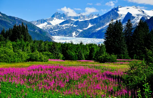 Picture greens, grass, trees, flowers, mountains, rocks, valley, glacier, Alaska, USA, Alaska, Sunny, the bushes, Lupin