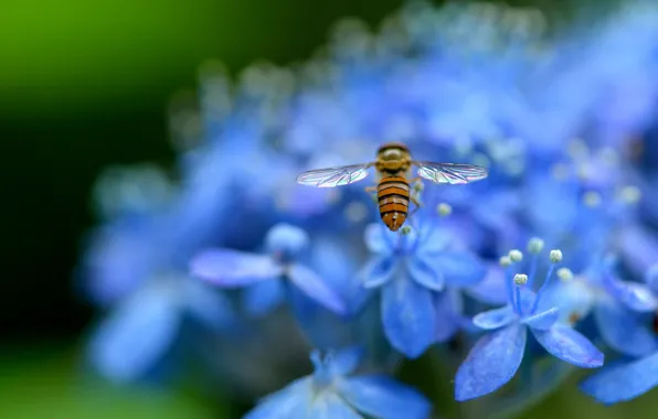 Picture macro, flowers, nature, petals, blur, blue, insect, Hydrangea