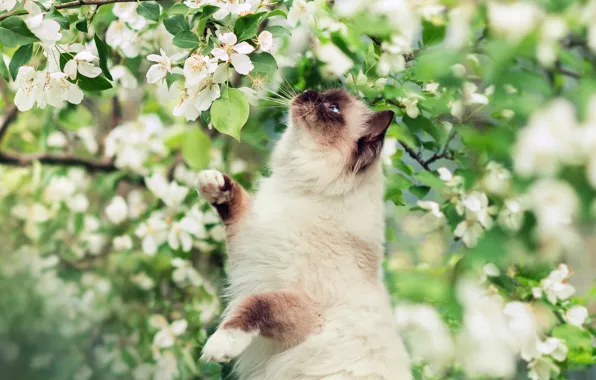Picture greens, flowers, tree, spring, Cat, Siamese
