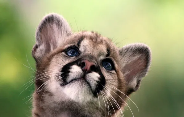 Picture baby, cub, Puma, mountain lion, Cougar
