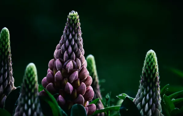 Picture macro, flowers, Lupin