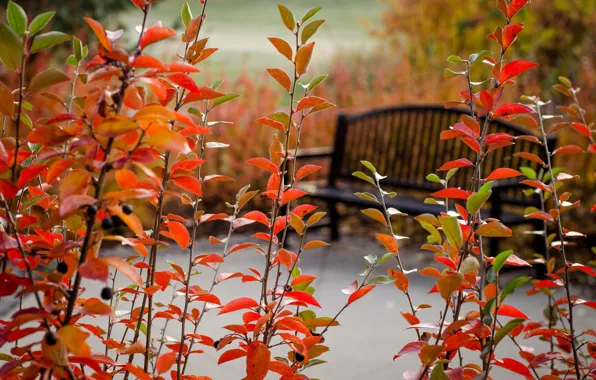 Picture autumn, Park, tree, plants, bench