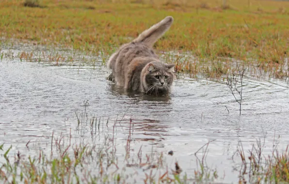 Picture cat, grass, water, wool