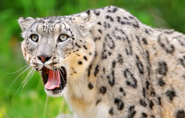 Picture predator, leopard, IRBIS, snow leopard