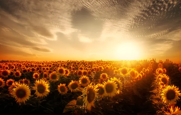 Picture field, the sun, Sunflowers
