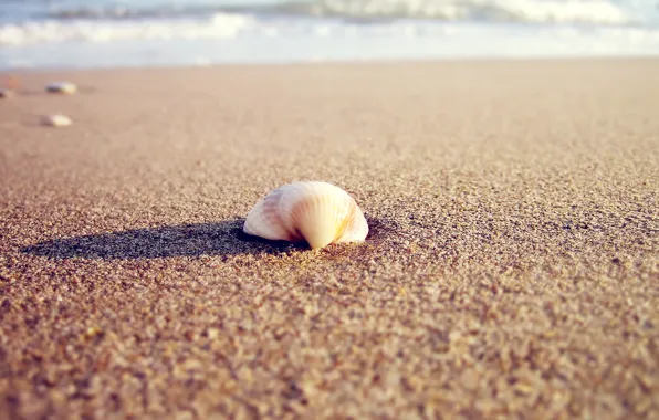 Picture sand, beach, the sun, macro, Wallpaper, shadow, blur, shell, wallpapers, focus, Chrome OS, the reflection …