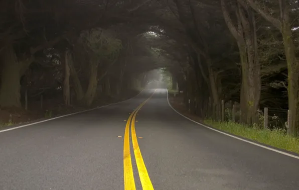 Picture road, trees, nature, fog, haze
