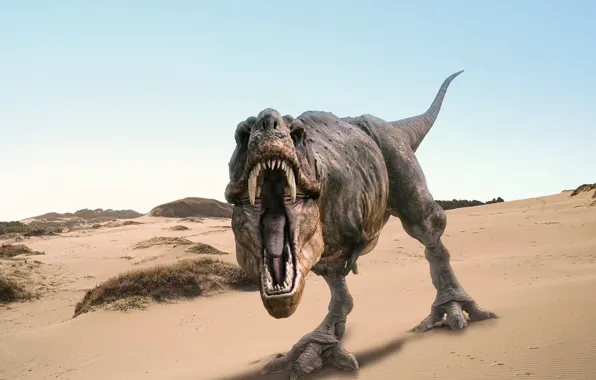 Picture sand, dinosaur, mouth, roar, Rex