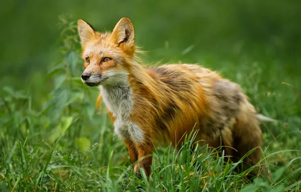 Picture grass, Fox, red
