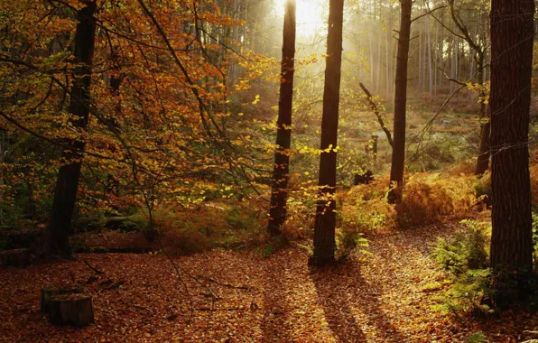 Picture autumn, forest, leaves, trees, England, Cheshire