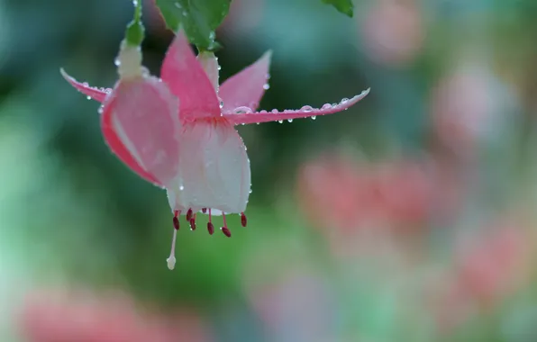 Picture drops, macro, flowers, Rosa, Bud, pink, fuchsia
