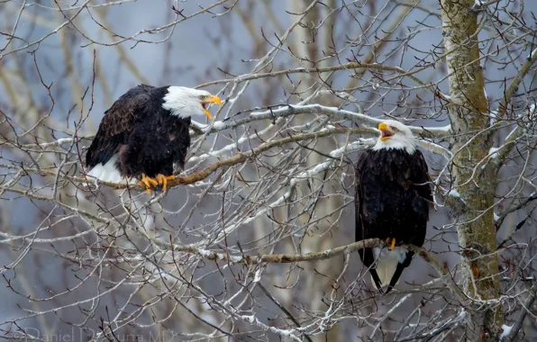 Picture birds, branches, tree, Bald eagle