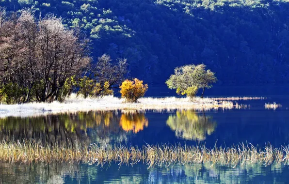 Picture trees, lake, reflection, slope