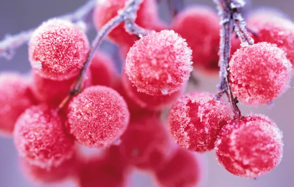 Picture frost, berries, branch, Rowan