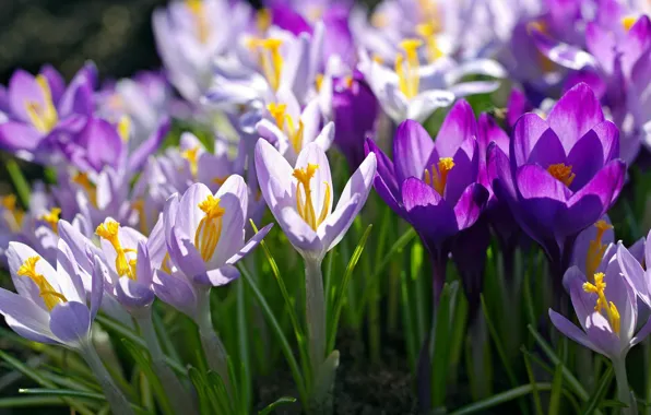 Picture purple, macro, lilac, spring, crocuses