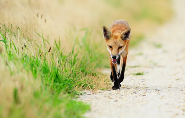 Picture grass, animal, Fox, fox, red Fox