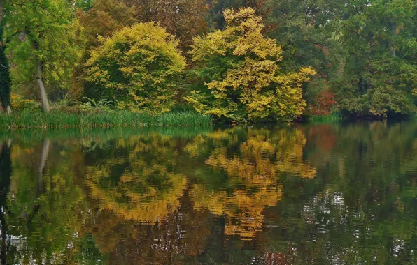 Picture autumn, reflection, trees, nature, lake, trees, nature, water, Autumn, fall
