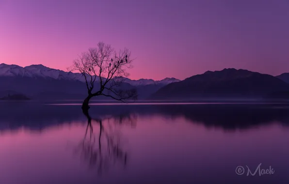 Picture the sky, sunset, mountains, lake, reflection, tree, the evening, New Zealand, the Peninsula, Otago, Wanaka