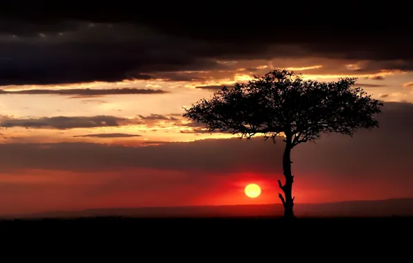 Picture the sky, clouds, sunset, tree, The sun
