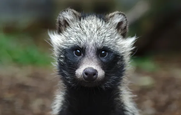 Picture look, baby, raccoon, ears
