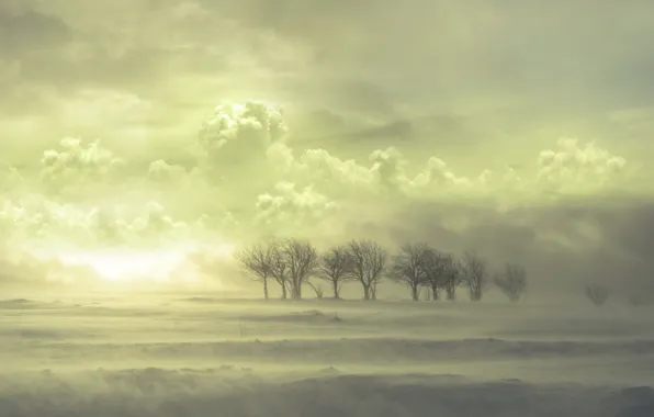 Picture clouds, snow, Trees