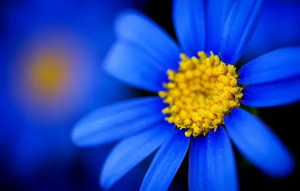 Picture macro, focus, Flower, petals, blur, blue