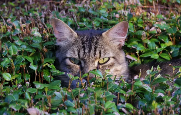 Picture grass, cat, face, in ambush