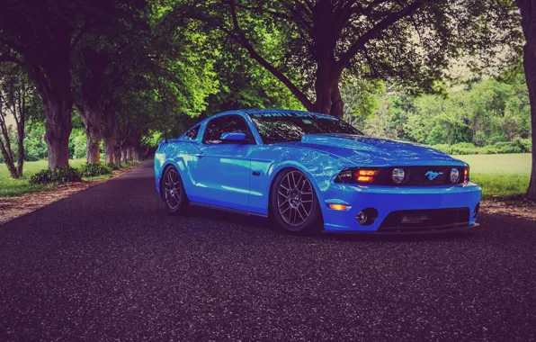 Picture Mustang, Ford, Road, Trees, Ford, Muscle, Mustang, Car, Blue, 5.0, Road, Kar, Oil