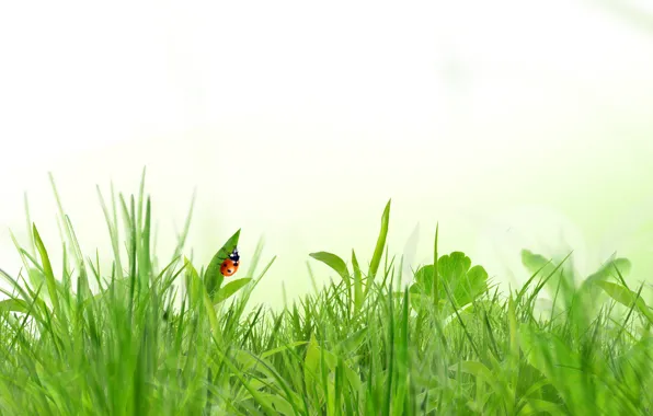 Picture grass, ladybug, spring, white background, insect