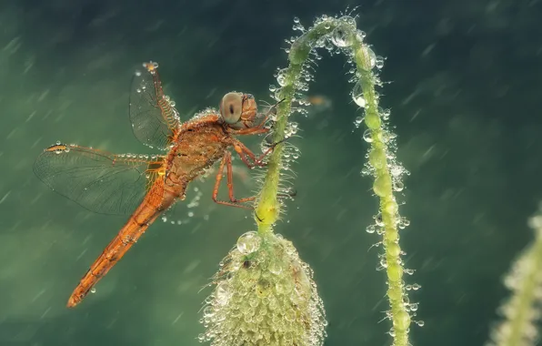 Picture drops, rain, Mac, dragonfly, insect, Wallpaper from lolita777